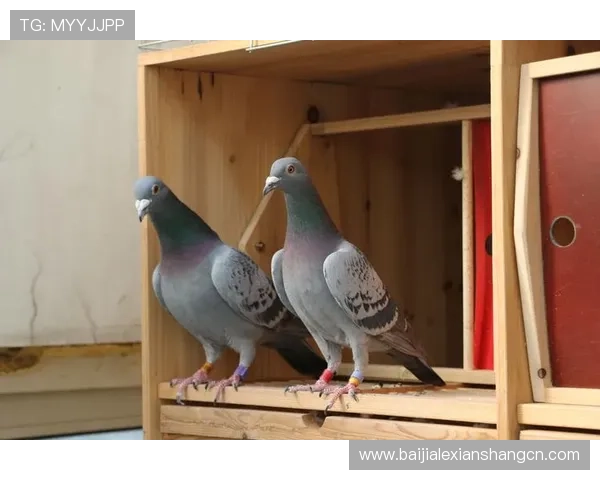 利用AG真人手机端快速存取款的方法与操作流程详尽指南 利用AG真人手机端快速存取款的方法与操作流程详尽指南